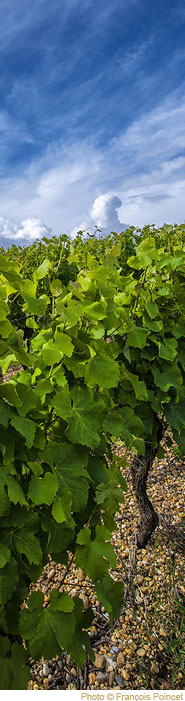 Le Sec de Rayne Vigneau, Château de Rayne Vigneau - 1er Grand Cru Classé de Sauternes - Achat / Vente Sauternes - Visite, dégust