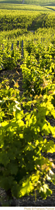 Madame de Rayne Vigneau, Château de Rayne Vigneau - 1er Grand Cru Classé de Sauternes - Achat / Vente Sauternes - Visite, dégust