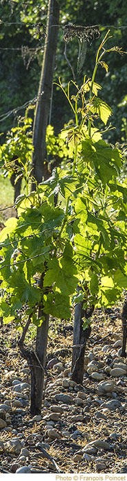Coffrets et assortiments, Château de Rayne Vigneau - 1er Grand Cru Classé de Sauternes - Achat / Vente Sauternes - Visite, dégus