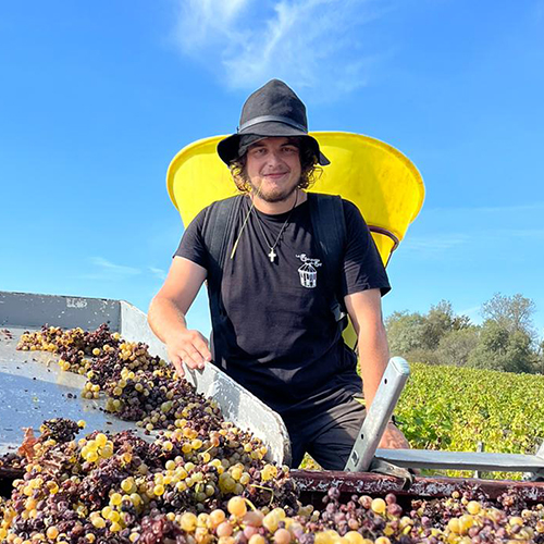 Des vendanges d’orfèvre